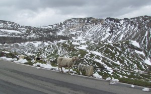 Owce swobodnie wędrujące wzdłuż Großglockner Hochalpenstraße w Austrii