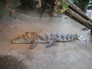 Krokodyl w zoo we Wrocławiu