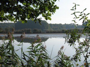 Rezerwat przyrody Stawy Milickie