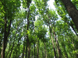Las łęgowy Gemenc erdő na Węgrzech