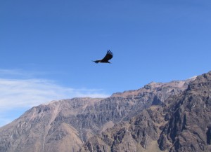 Kondor na Cruz del Condor w Wąwozie Colca