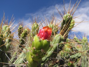 Kwitnący kaktus na Cruz del Condor