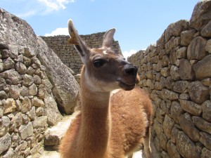 Lama na ruinach Machu Picchu