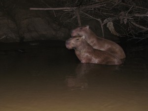 Kapibary w rzece Madre de Dios