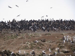 Kormorany i pelikany na Islas Ballestas
