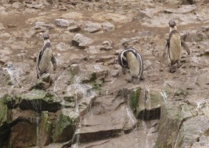 Pingwiny na Islas Ballestas
