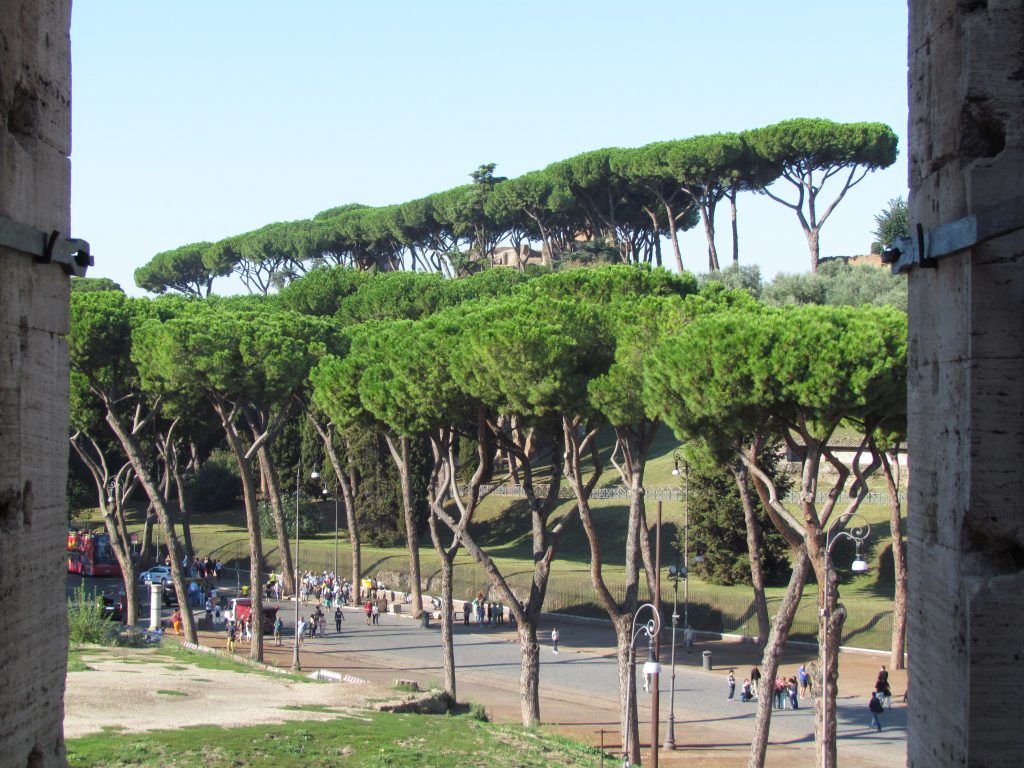 Wszechobecne pinie w Rzymie