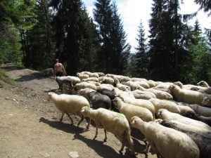 Kierdel owiec napotkany podczas zejścia z Turbacza