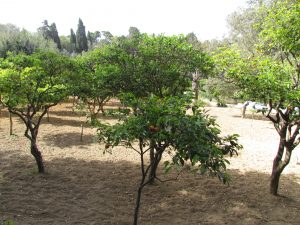 Drzewa pomarańczowe w Buskett Gardens