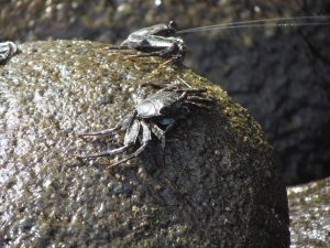 Kraby u wylotu Wąwozu Masca na Teneryfie