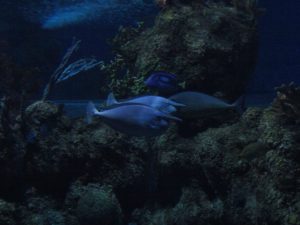 Malta National Aquarium w Qawra