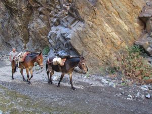 Muły w Barranco de las Angustias na La Palmie