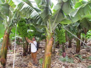 Plantacja bananów w Tazacorte na La Palmie