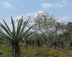 Sizal rosnący w Hacienda Sotuta de Peon
