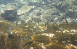 Ryby obserwowane podczas kąpieli w La Maceta na El Hierro