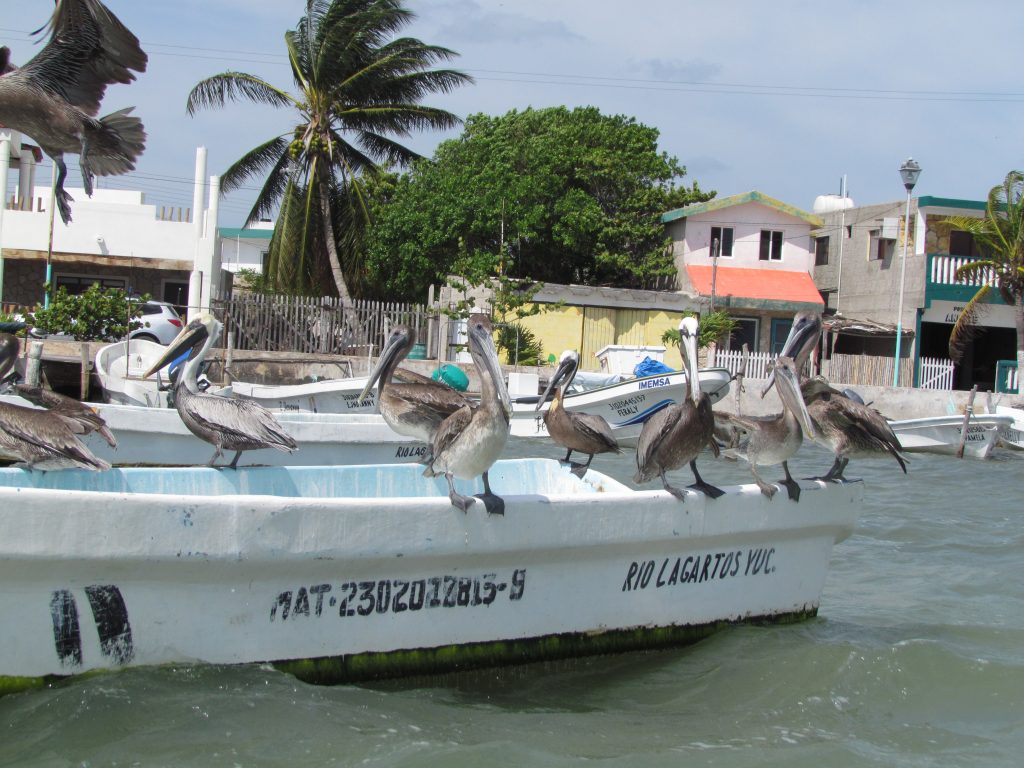Pelikany na przystani nieopodal Rezerwatu Rio Lagartos