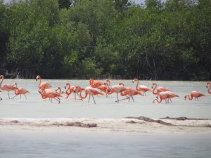 Flamingi w Rezerwacie Rio Lagartos