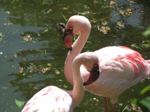 Flamingi w ZOO w Chorzowie