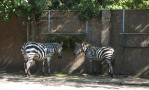 Zebry w zoo we Wrocławiu