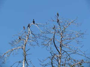 Rezerwat kormoranów w Kątach Rybackich