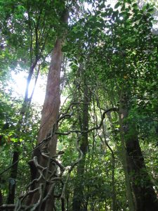 Dżungla w Palenque
