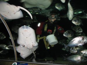 Karminie ryb w Oceanarium North Queensferry