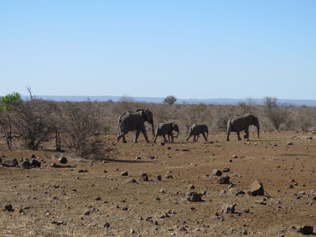 Słonie w Parku Krugera w RPA