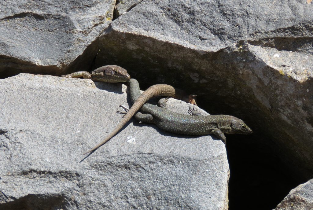Jaszczurki maderskie na Pico do Arieiro