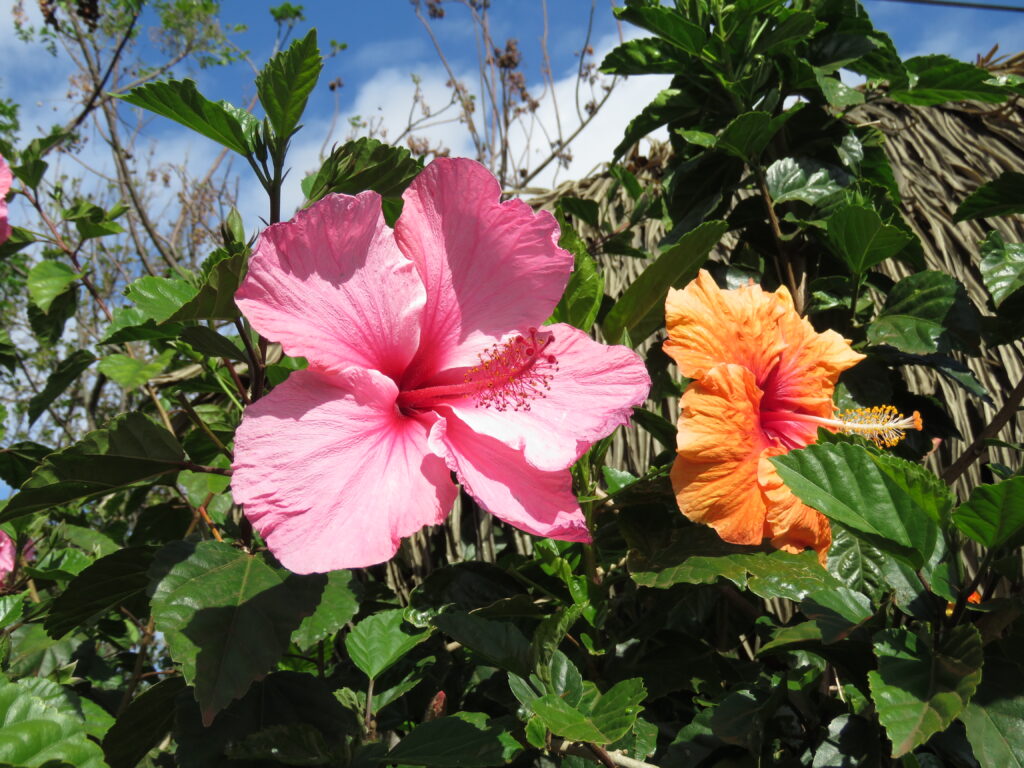 Ketmia, czyli róża chińska w Hanga Roa na Wyspie Wielkanocnej